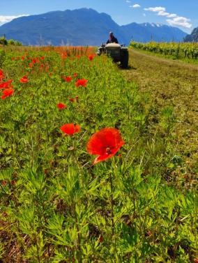 Willa Agritur Calvola Tenno Zewnętrze zdjęcie